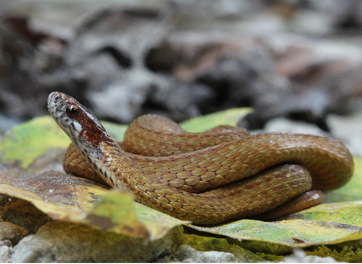 Redbelly Snake